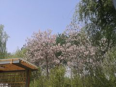 -大兴滨河森林公园