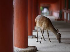 -奈良公园