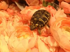 -大连富丽华大酒店