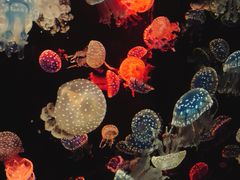 -烟台海昌鲸鲨海洋公园