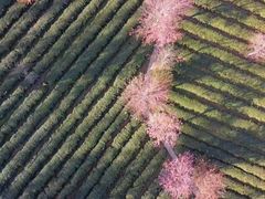 -无量山自然风景保护区