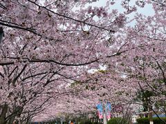 -高东镇樱花园