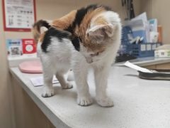 -安安宠医宠物医院·异宠·犬猫内科(岳阳分院)
