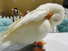 -RU DUCK柯尔鸭公社·撸鸭俱乐部·羊驼·小香猪