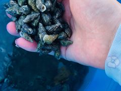 -三亚西岛海洋文化旅游区
