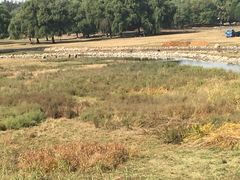 -北京麋鹿生态实验中心