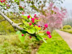 -洛阳市隋唐城遗址植物园