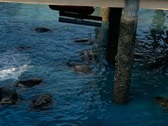 -广东惠东海龟国家级自然保护区
