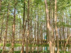 -桤木河湿地公园