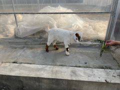 -喜杨洋草莓采摘园
