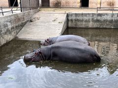 -合肥野生动物园