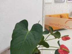 -Cocodemer女性健康·产后恢复(天一广场店)