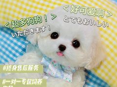 -萌宠之家·腊肠犬·马尔泰·小体犬舍