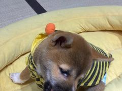 -逗柴咖啡屋·狗咖猫咖宠物桌游