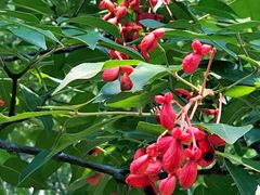 -南京市无想山景区