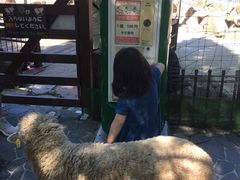 -神户市立六甲山牧场