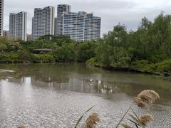 -大亚湾红树林城市湿地公园
