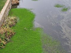 -羊山湖公园