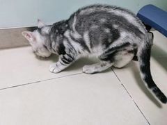 -宠福鑫康馨动物医院·骨科·眼科