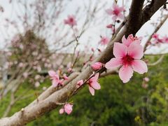 -贡湖湾湿地公园
