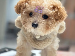 -萌宠之家·腊肠犬·马尔泰·小体犬舍