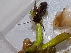 -冯大腕江湖川菜馆(后沙峪店)