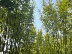 -深圳仙湖植物园
