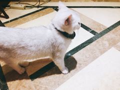 -猫色咖啡·猫咖