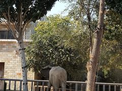景点大象-石家庄市动物园
