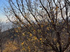 -北京西山国家森林公园