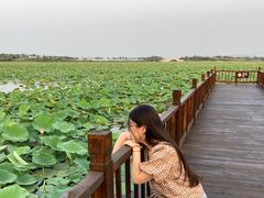 -天津东丽湖风景区