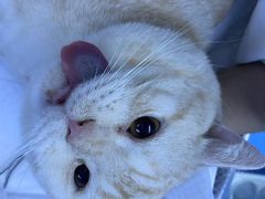 -萌兽医馆·宠物医院·猫骨科(创景店)