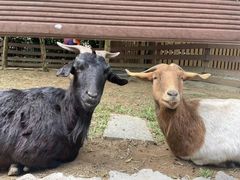 -广州锦绣香江度假别墅(官方直营店)