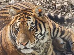 -栾川竹海野生动物园