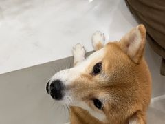 -共舞时光猫咖·狗咖(新街口店)