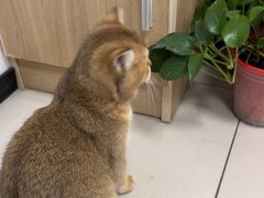 -艾贝尔宠物医院 ·中兽医·宠保定点(北门桥店)