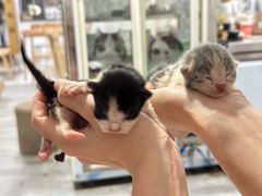 -楼上猫咖(罗湖店)