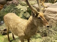 -陕西自然博物馆