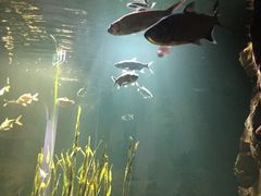 -悉尼海洋生物水族馆