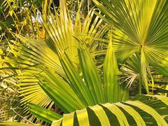 -国家植物园南园