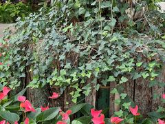 -北京植物园-展览温室