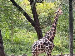 -北京野生动物园