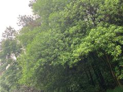 -铁山坪森林公园