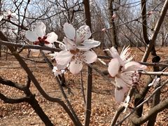 -野鸭湖国家湿地公园