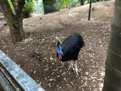 -费瑟代尔野生动物园