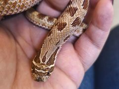 -吉丁鸟咖·异宠·寄养