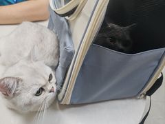 -中农国际动物医院24小时·猫科·骨科·急重症中心