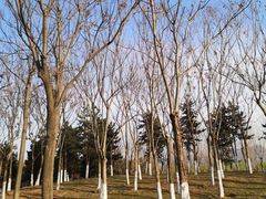 -洨河生态公园