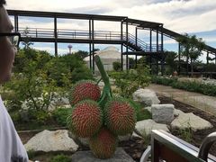 -东芭乐园