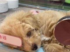 -FAELING PETS美天灵宠物(合生汇店)